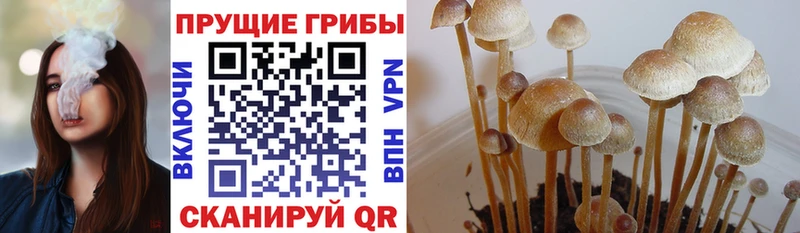 Галлюциногенные грибы Cubensis  купить закладку  Валдай 